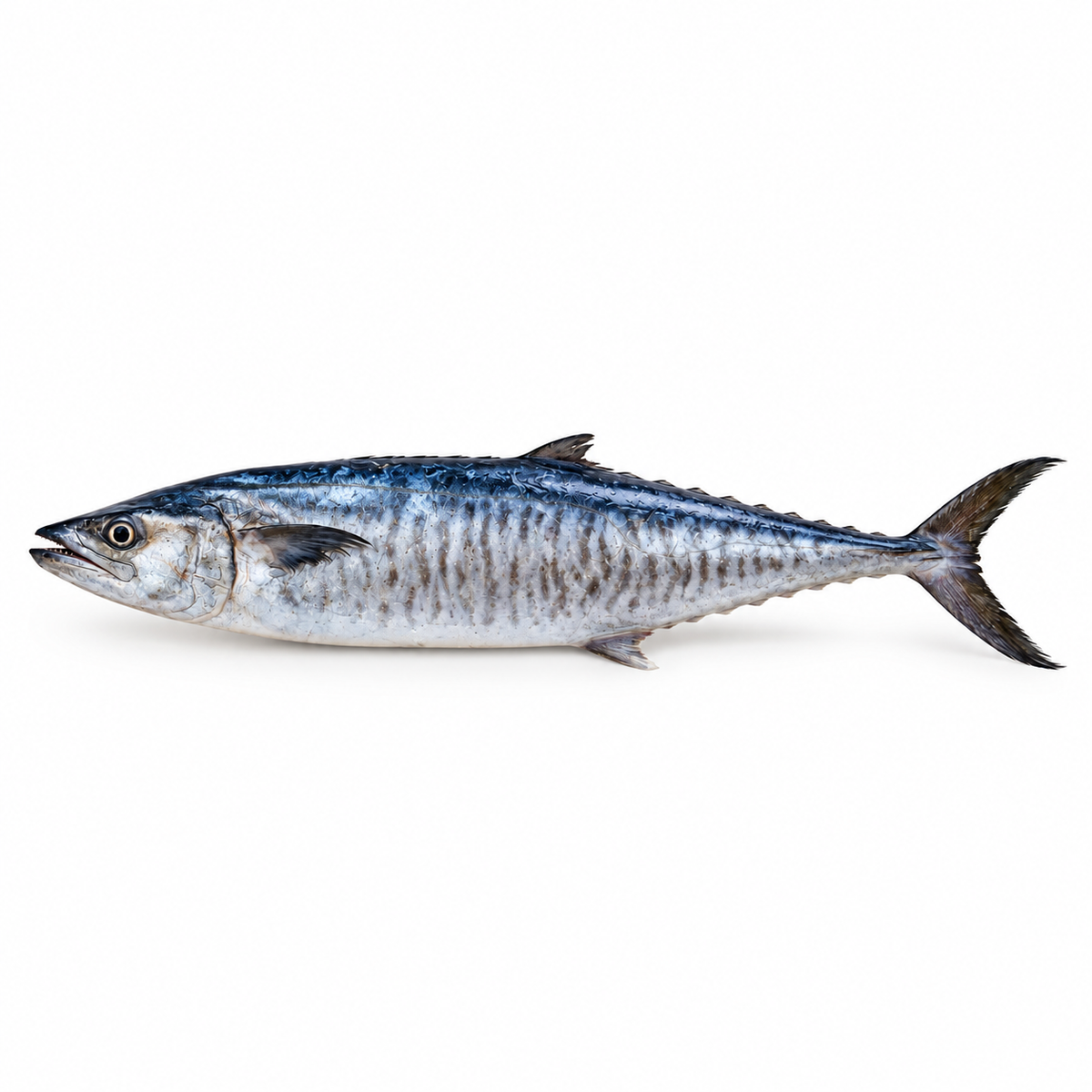 Fresh Kingfish (Surmai) – Wild-Caught Arabian Sea Fish